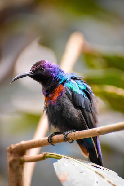 Nádherný sunbird (cinnyris coccinigastrus) — Stock fotografie