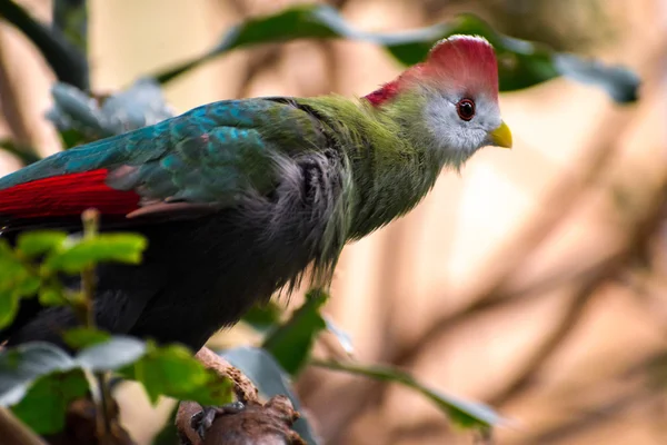 Turaco dalla cresta rossa (Tauraco erythrolophus ) — Foto Stock