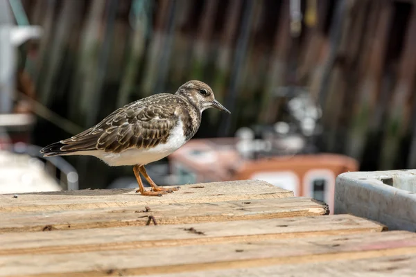 Ruddy Turnstone (Arenaria interpres) — Stock Photo, Image