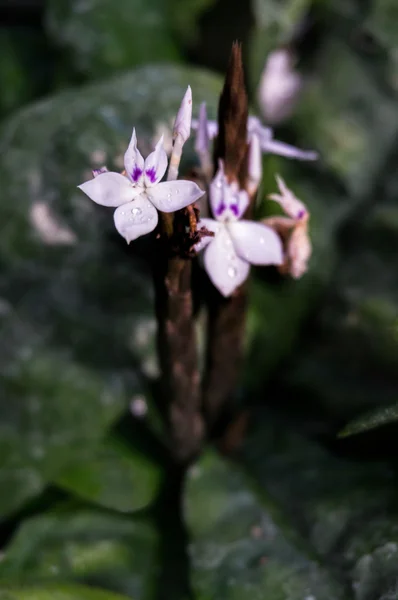 Crossandra Guineensis — Stockfoto