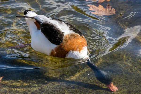 Husice liščí (Tadorna tadorna) — Stock fotografie