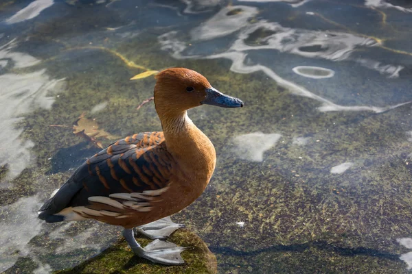 Fulvous Whistling Duck (Dendrocygna çift renkli) — Stok fotoğraf