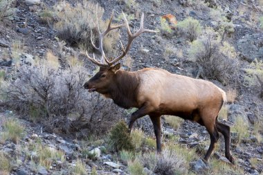 Geyik veya Wapiti (Cervus canadensis)