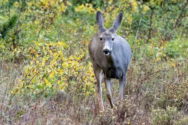 骡鹿 (Odocoileus 野驴) — 图库照片