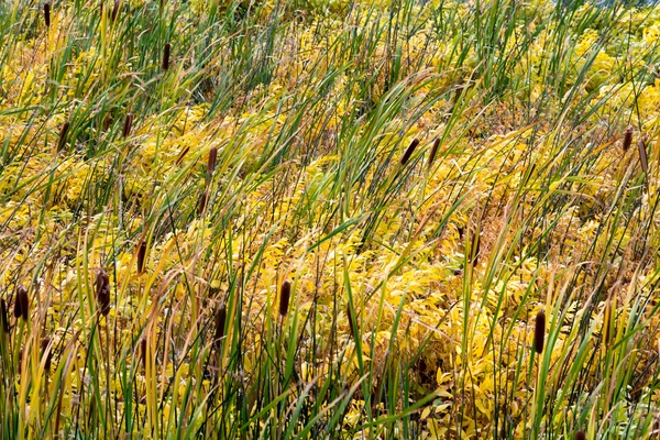 Common Bulrush (Typha latifolia) ) — стоковое фото