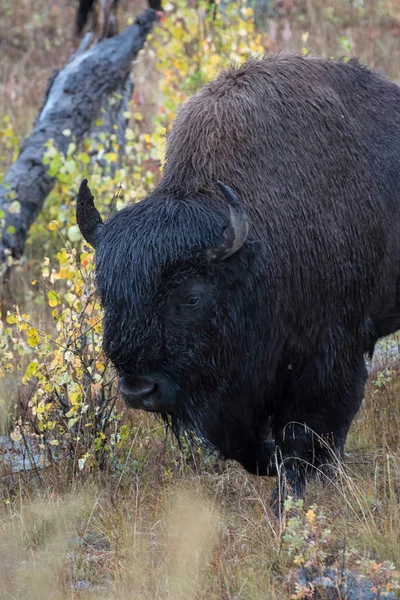 American bison (Bison bison) — Stock Photo, Image