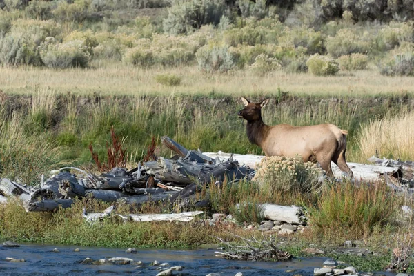 麋鹿或Wapiti (Cervus canadensis)) — 图库照片