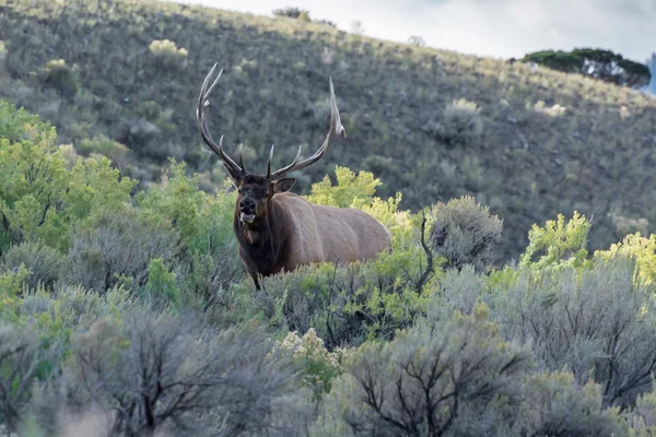 Łoś lub Wapiti (Cervus canadensis)) — Zdjęcie stockowe