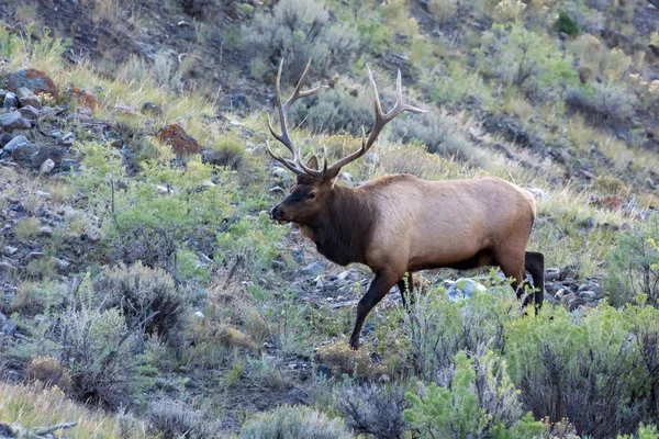 Elk or Wapiti (Cervus canadensis) — Stock Photo, Image