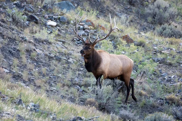 Elk or Wapiti (Cervus canadensis) — Stock Photo, Image