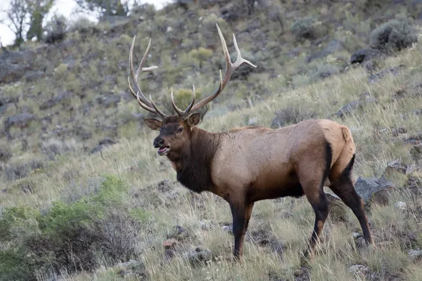 麋鹿或Wapiti (Cervus canadensis)) — 图库照片