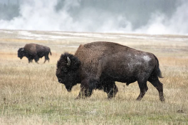 American bison (Bison bison) — Stock Photo, Image