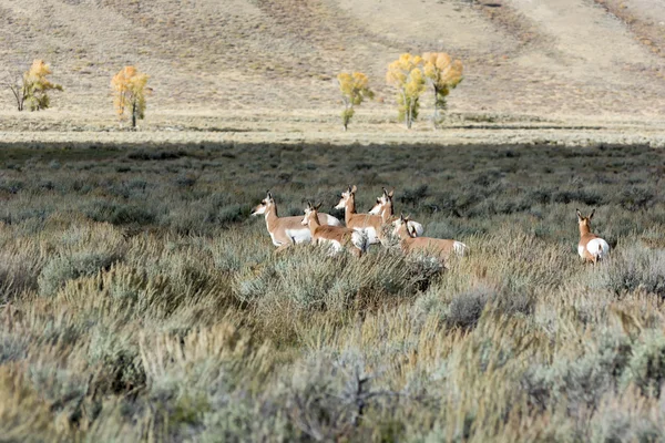 Gaffelbok (Antilocapra americana) — Stockfoto