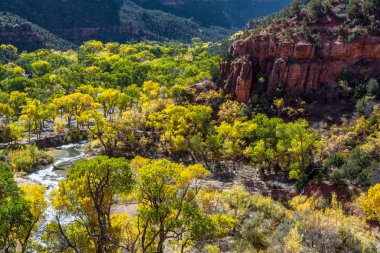 Zion national park utah Güz