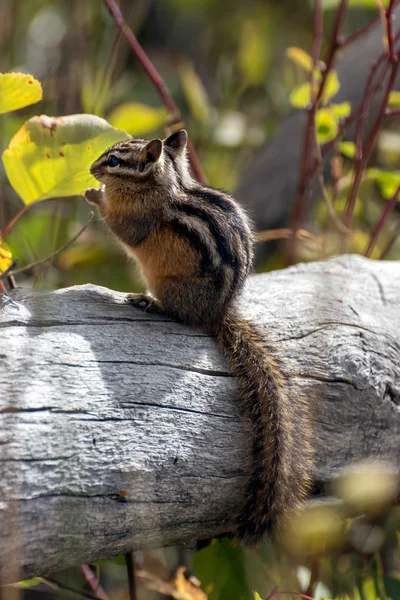 Uinta Chipmunk (Neotamias umbrinus fremonti) — Stock Photo, Image