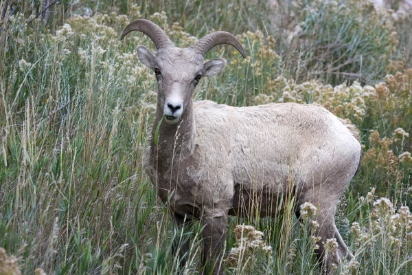 Bighorn owiec (Ovis canadensis) — Zdjęcie stockowe
