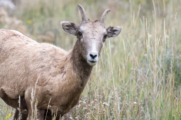 Bighorn owiec (Ovis canadensis) — Zdjęcie stockowe