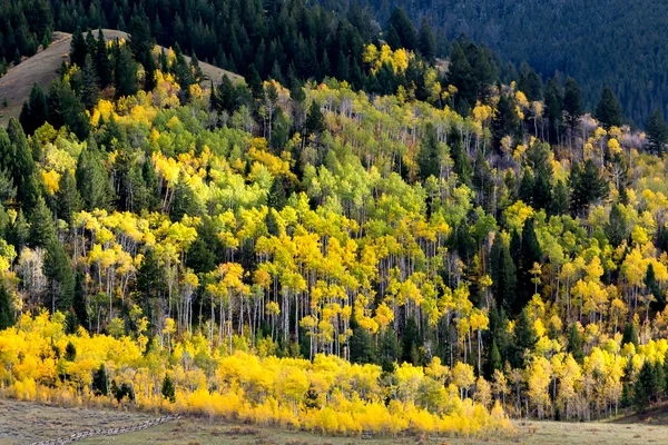 Colores de otoño en Wyoming — Foto de Stock