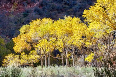 cottonwood ağaçlar sonbahar gün ışığında parlayan