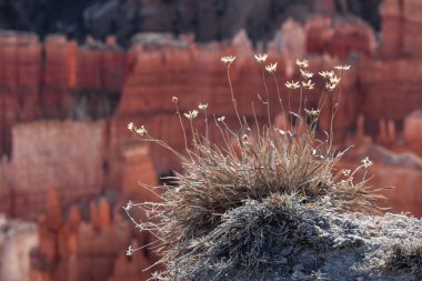 Bryce Canyon Güney Utah ABD doğal görünümünü