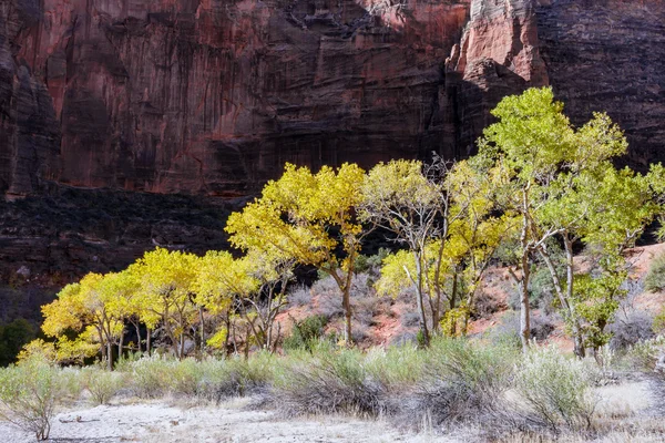 A row of golden Cottonwood trees — Stock Photo, Image