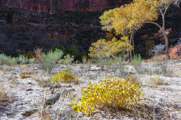 Arco albero Cottonwood — Foto Stock