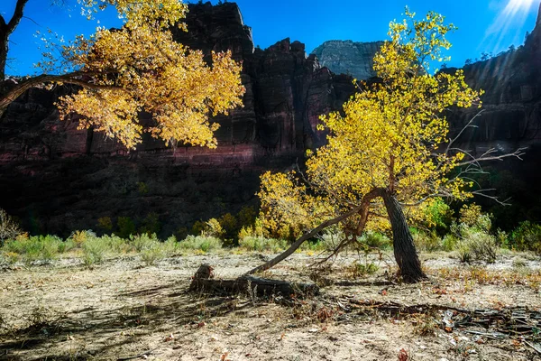 Árbol atrofiado en el Parque Nacional Zion — Foto de Stock