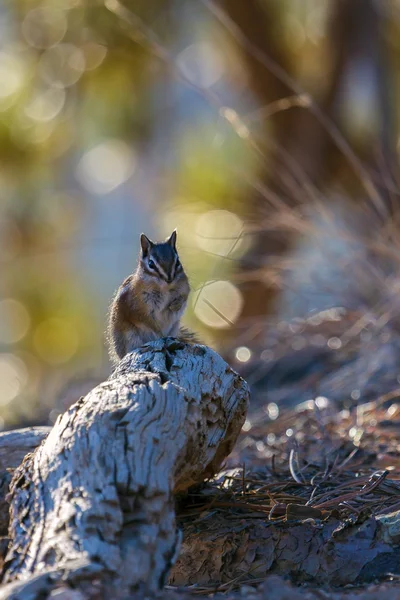 Close-up of a Chipmunk at Bryce Canyon — Stock Photo, Image