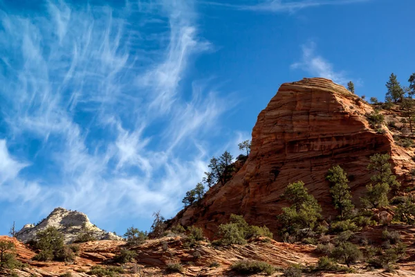 Zion Ulusal Parkı 'nda Rocky Outcrop' ta Çam Ağacı Büyüyor — Stok fotoğraf