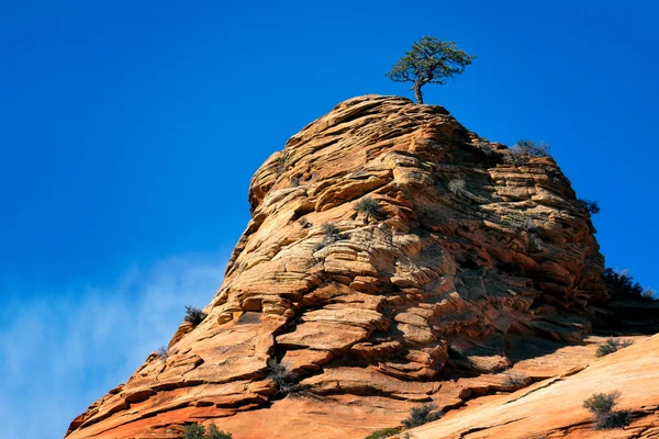 Pinheiro crescendo em um afloramento rochoso no Parque Nacional de Zion — Fotografia de Stock