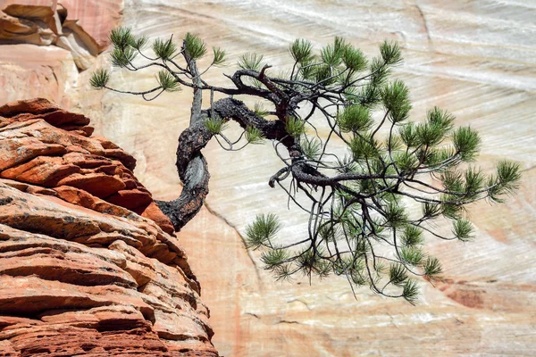 岩の露頭に発育を妨げられたツリー — ストック写真