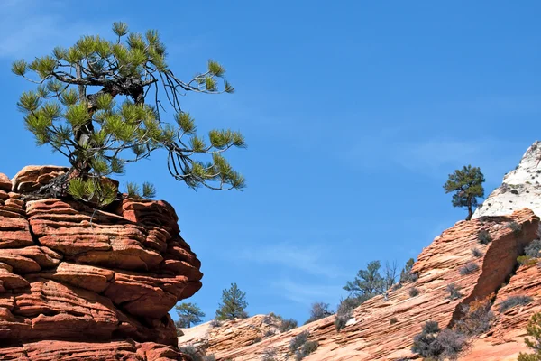 Zakrnělý strom na skalní výchoz — Stock fotografie