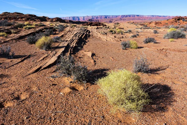 Arizona desert — Stock Photo, Image