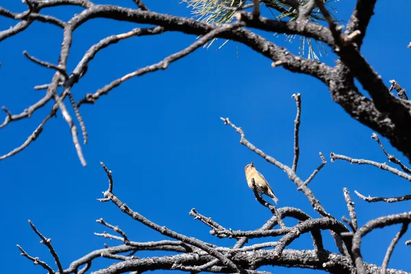 Croce Rossa (Loxia curvirostra) al Parco Nazionale del Bryce Canyon — Foto Stock