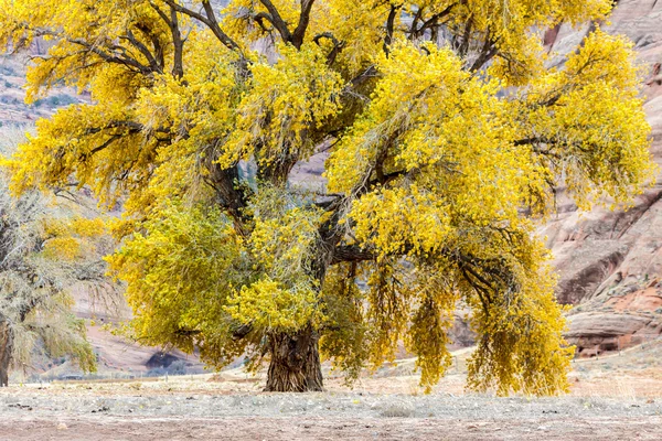 Árbol de Cottonwood — Foto de Stock