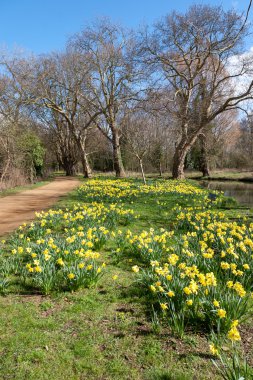 Nergis çiçek Isis nehir kıyısı boyunca