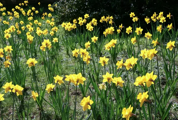 Anfitrião de narcisos dourados — Fotografia de Stock