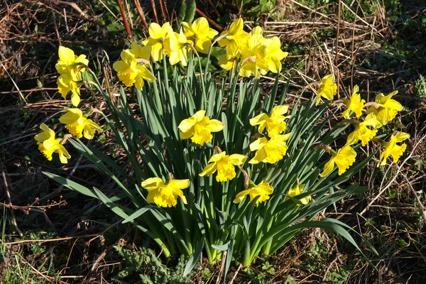 A clump of Daffodils — Stock Photo, Image