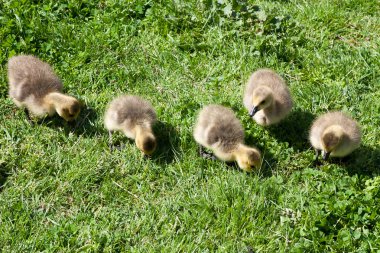 Kanada Kazı (branta canadensis) kuşlar RI kıyısında