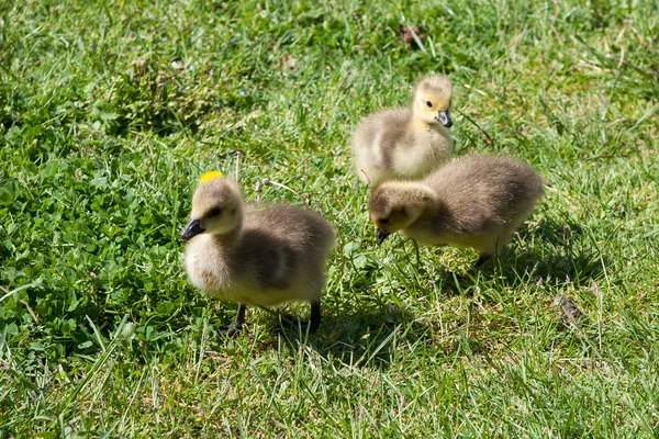 Canada Goose (branta canadensis) Goslings on the banks of the ri — Stock Photo, Image