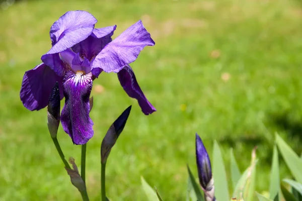 Iris (irideae) fioritura in un giardino all'inglese — Foto Stock