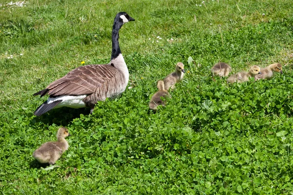 Ganso de Canadá (branta canadensis) y goslings en las orillas del th — Foto de Stock