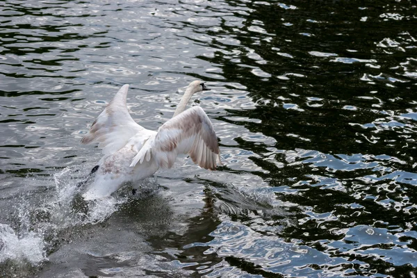 Mute Swan (cygnus color), взлетающий на реке Тамес — стоковое фото