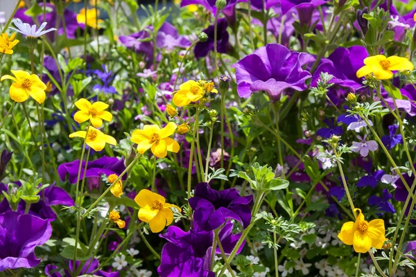 Närbild av en blomlåda utanför en fastighet i rusper västra susse — Stockfoto