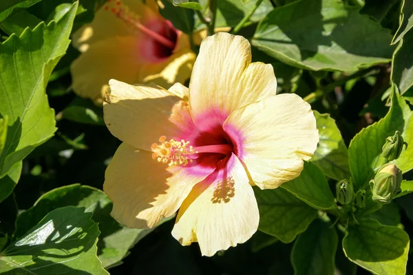 Yellow and pink Hibiscus flowering in Lanzarote Canary Islands S — Stock Photo, Image