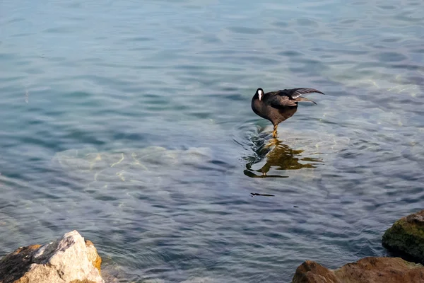 Blässhuhn steht auf einem versunkenen Felsen — Stockfoto