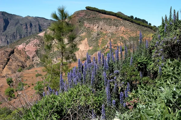 Una vista panoramica sulle montagne e le valli di Gran Canaria — Foto Stock