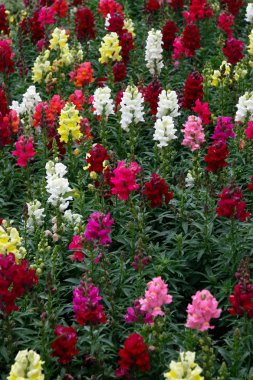 rengarenk antirrhinums yatağı