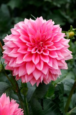 muhteşem pembe dahlia'ndeki butchart Gardens