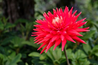 güzel kırmızı dahlia'ndeki butchart Gardens